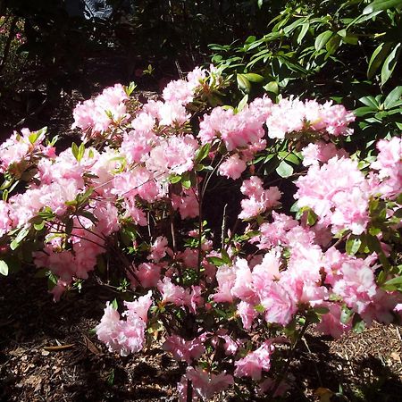 Kubba Roonga Guesthouse - Boutique Luxury Spa Retreat & Gardens - Blue Mountains Blackheath Esterno foto