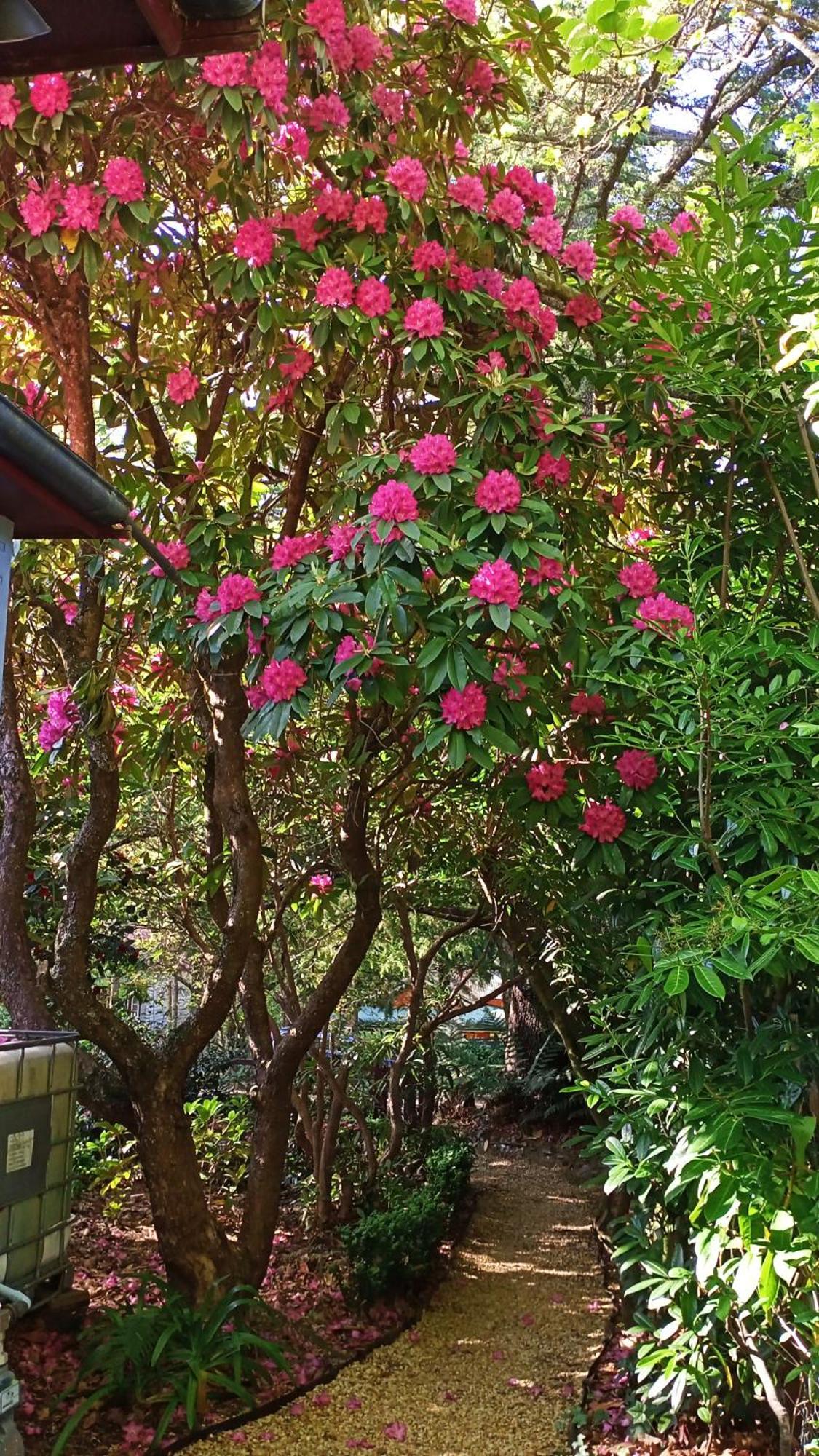 Kubba Roonga Guesthouse - Boutique Luxury Spa Retreat & Gardens - Blue Mountains Blackheath Esterno foto