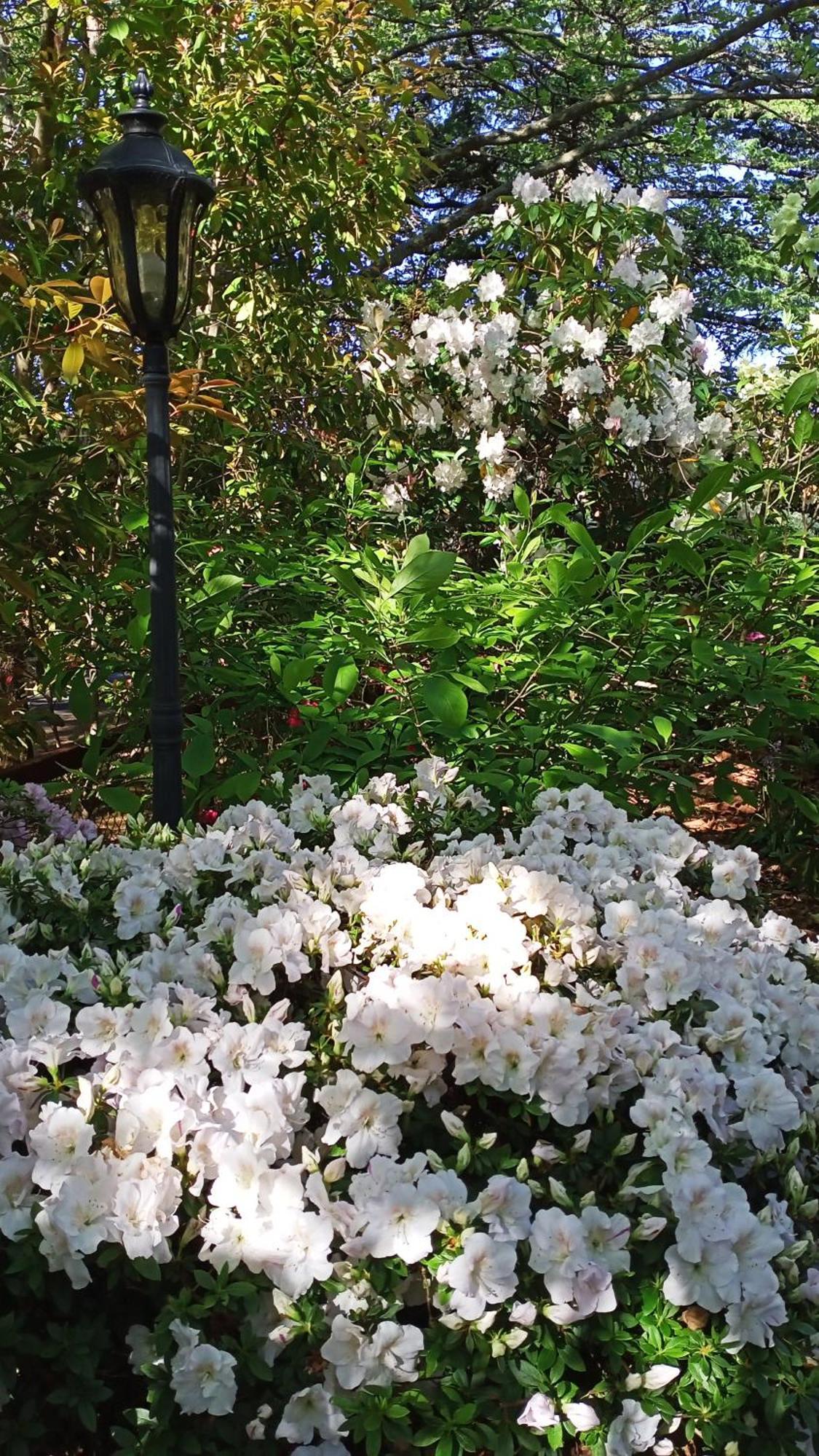 Kubba Roonga Guesthouse - Boutique Luxury Spa Retreat & Gardens - Blue Mountains Blackheath Esterno foto