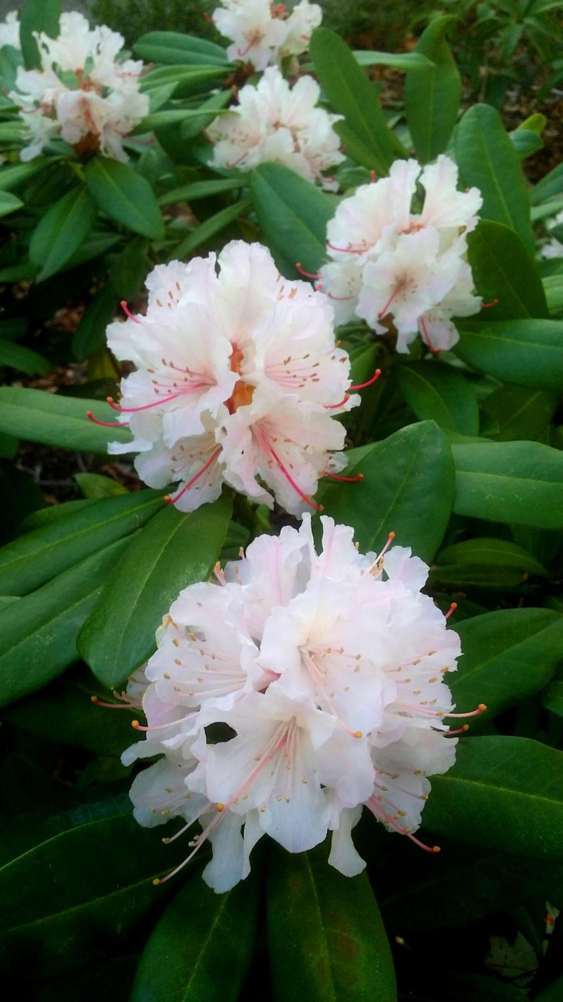 Kubba Roonga Guesthouse - Boutique Luxury Spa Retreat & Gardens - Blue Mountains Blackheath Esterno foto