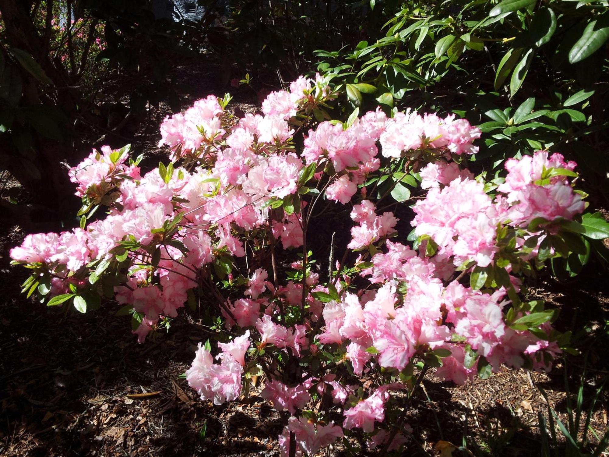 Kubba Roonga Guesthouse - Boutique Luxury Spa Retreat & Gardens - Blue Mountains Blackheath Esterno foto