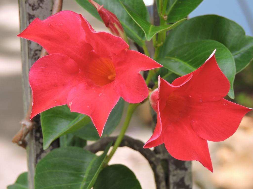 Kubba Roonga Guesthouse - Boutique Luxury Spa Retreat & Gardens - Blue Mountains Blackheath Esterno foto